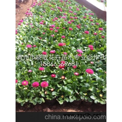 供应山东草花批发基雏菊批发基地