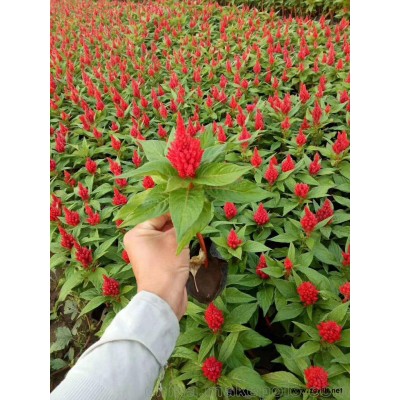 黄良草花种植销售基地