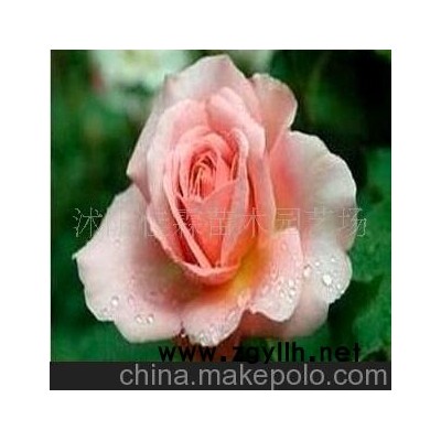 藤本月季新品种 怜悯