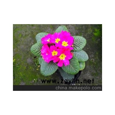 优价大量供应*草花*欧洲报春*报春花*欧洲报春花