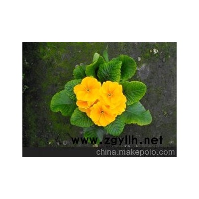 优价大量供应*草花*报春花*欧洲报春*株型好*花艳丽