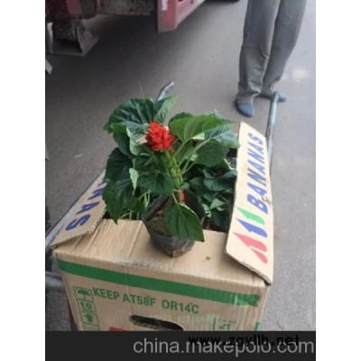 一串红价格 山东草花一串红批发 已转红基地