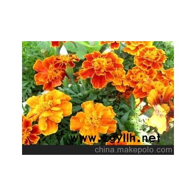 广西柳州没有花木场草花种植基地预定批发 国庆用花孔雀草