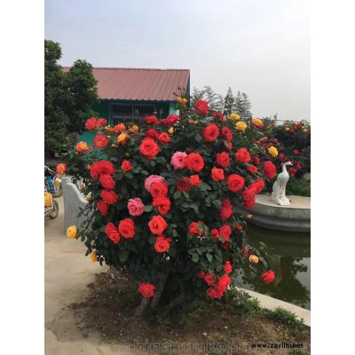 南阳月季批发 古状月季低价大量供应 工程专用苗