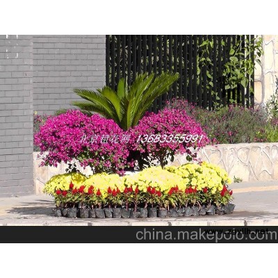 供应节日草花 北京十一花坛