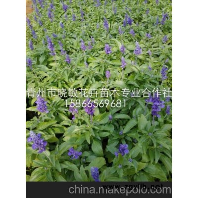 青州草花  山东草花  供应宿根草花