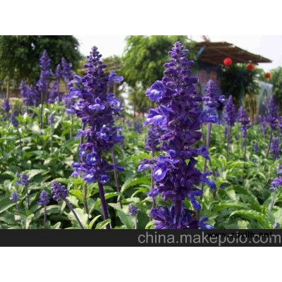 山东草花批发 山东草花价格