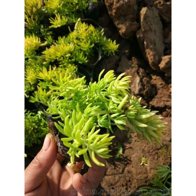 园林绿化草花供应