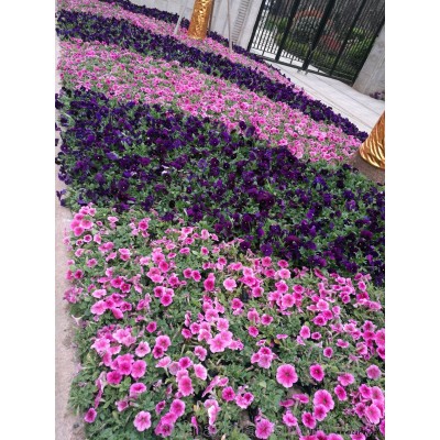 供应节日庆典草花、专业制作各种草花造型