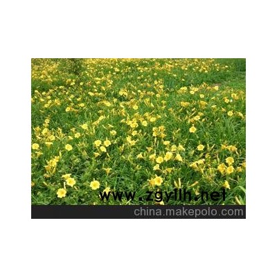 长期生产供应优质花卉金娃娃