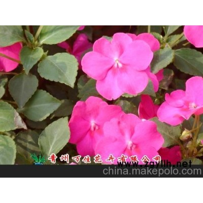 长春花、凤仙花、小丽花图3
