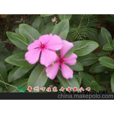 长春花、凤仙花、小丽花图1