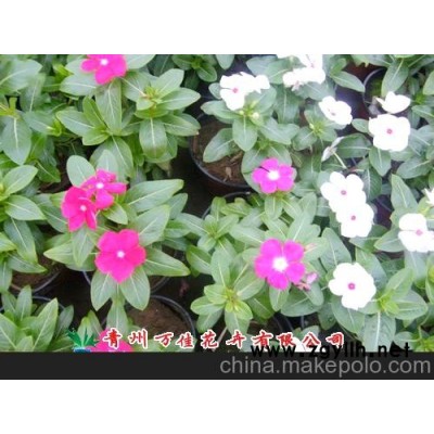 长春花、凤仙花、小丽花图2
