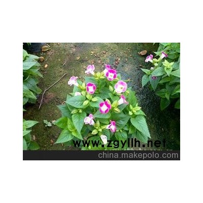 大量供应各类草花及草花种子