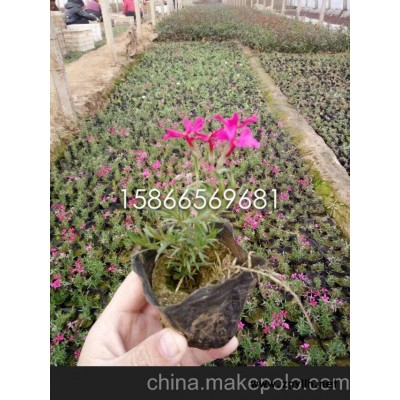 供应丛生福禄考价格 宿根草花批发基地