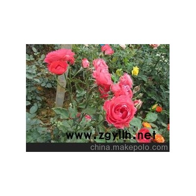 昆山草花出售昆山花卉昆山三鸿花卉