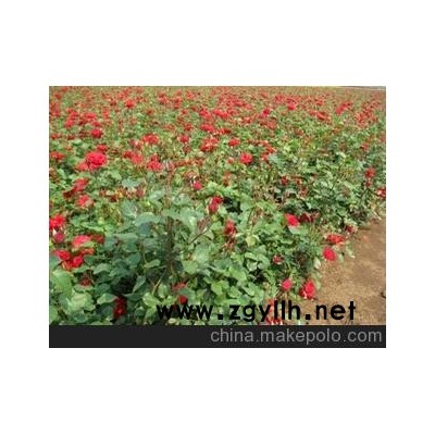 时令草花，宿根地被，种规格月季，绿化苗木供应