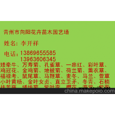 太远羽衣甘蓝生产基地一手货源质优价廉