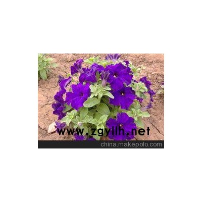 东莞四季草花_广州草花基地（详细解读）