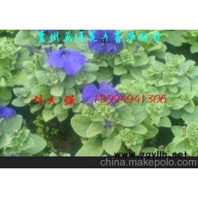 绿化苗木、草花 矮牵牛图2