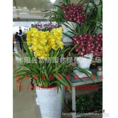 兰花苗大花蕙兰 蝉兰 虎头兰当年开花大花惠兰 12色供选