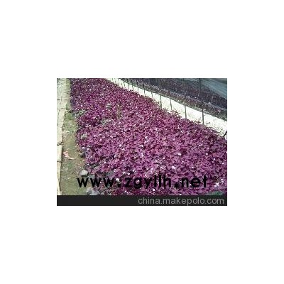 醡浆草价格 山东青州醡浆草批发基地