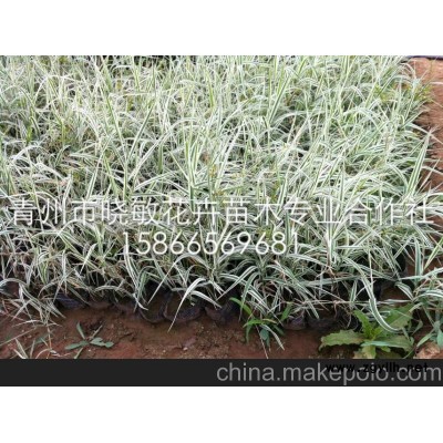 供应宿根花卉玉带草价格