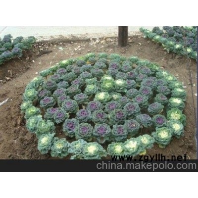 冬季耐寒草花羽衣甘蓝