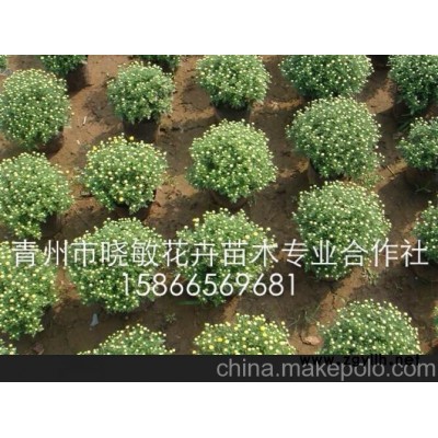 供应国庆菊可以种的草花