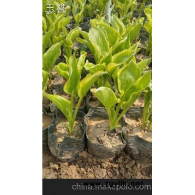 山东草花价格 青州草花价格