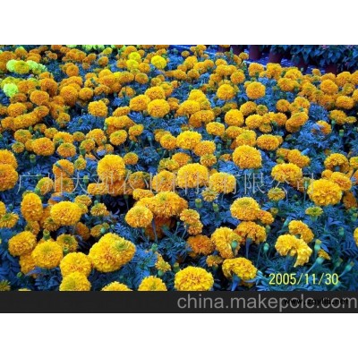 佛山草花万寿菊(图)