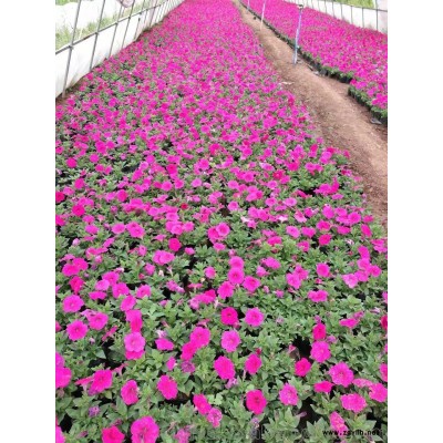 出售各类时令草花