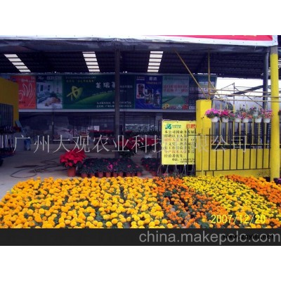 草花孔雀草(图)