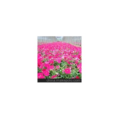 优质草花 绿化草花 牵牛 矮牵牛(图)