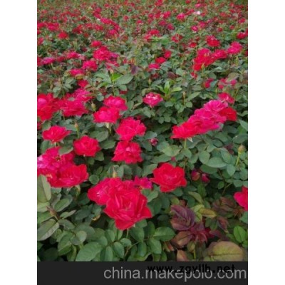 供应绿化草花苗木市场