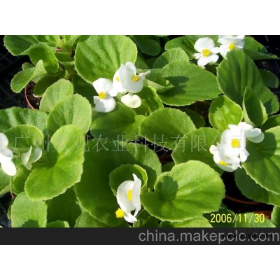 草花四季海棠(图)