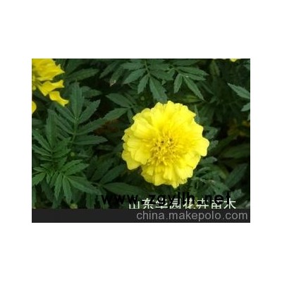 国庆节用万寿菊、草花租摆、草花批发