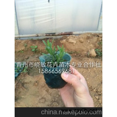 宿根薰衣草价格 薰衣草苗 薰衣草小苗批发
