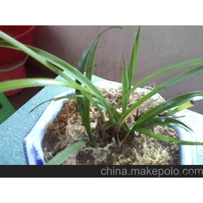 贵州梵山兰（铜仁春）