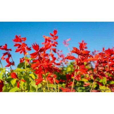 陕西大型草花批发基地