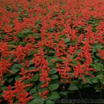 绿化草花一串红供应，基地自产自销