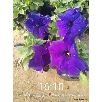 西安草花矮牵牛供应