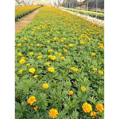 供应绿化草花孔雀草，西安草花基地