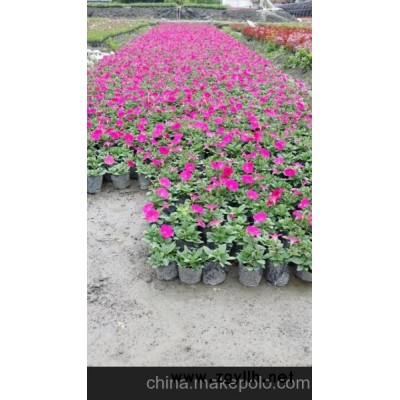 矮牵牛草花价格_草花批发