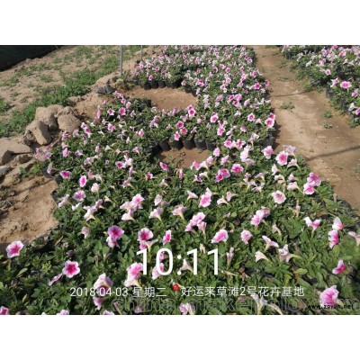 矮牵牛供应，西安草花批发基地