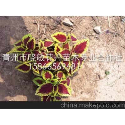 供应草花孔雀草批发基地