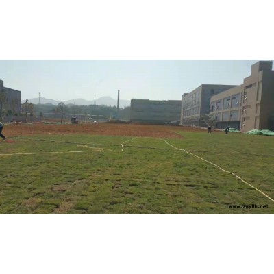 草皮种植、草地修剪、绿化草皮