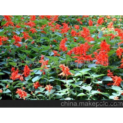 东莞草花一串红(图)