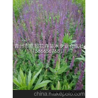 供应宿根花卉薰衣草 供应鼠尾草价格 供应宿根花卉