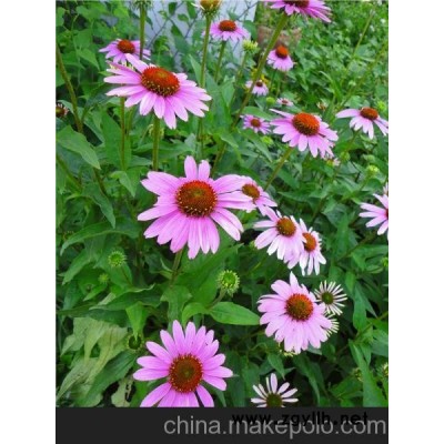 内蒙古宿根草花松果菊｛经纪｝